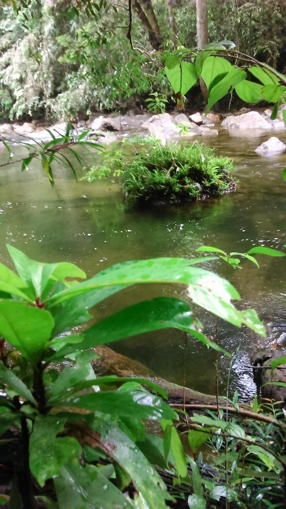 Sunshine Forest Lodge - Sinharaja Денияйя Экстерьер фото