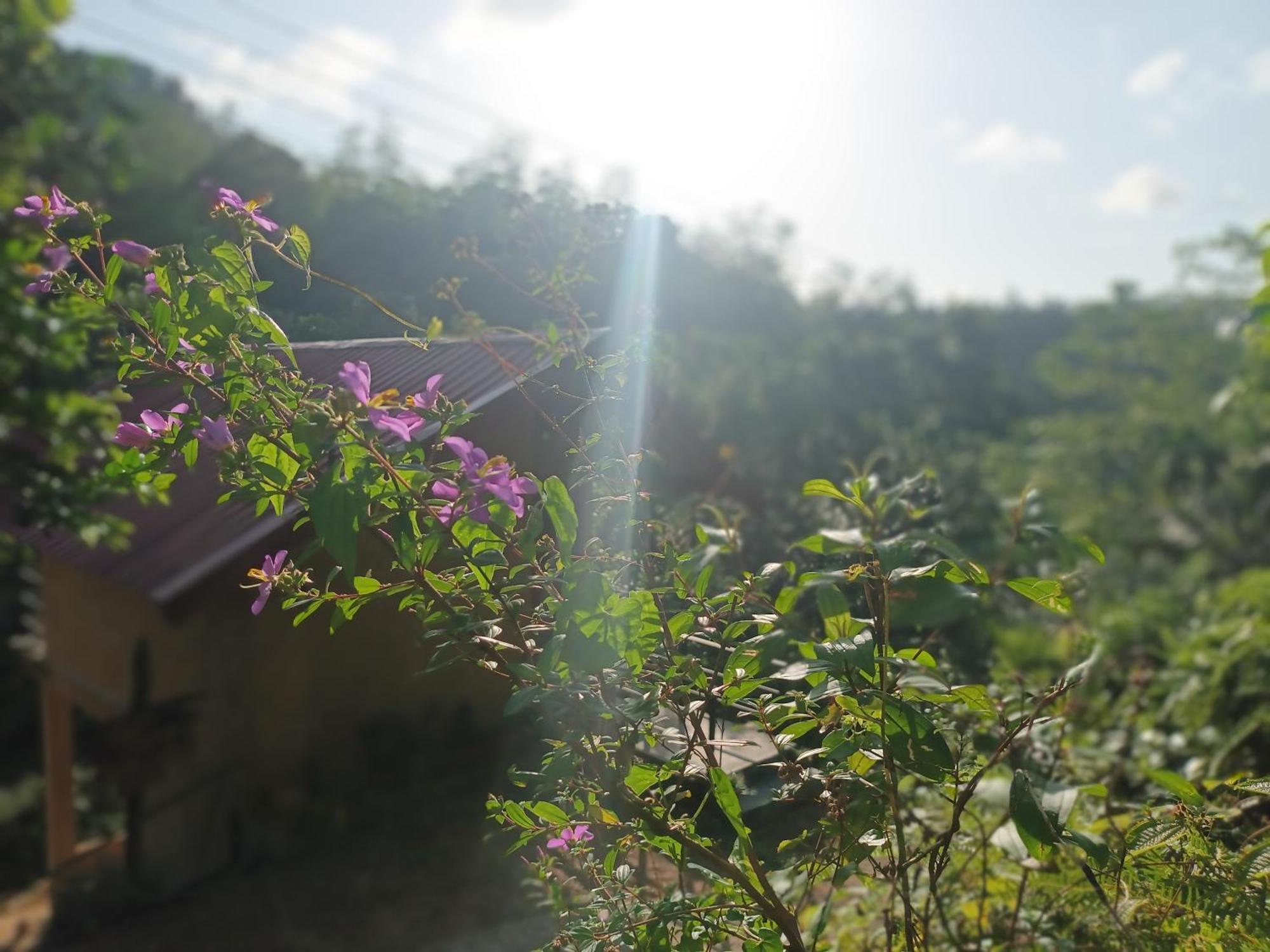 Sunshine Forest Lodge - Sinharaja Денияйя Экстерьер фото