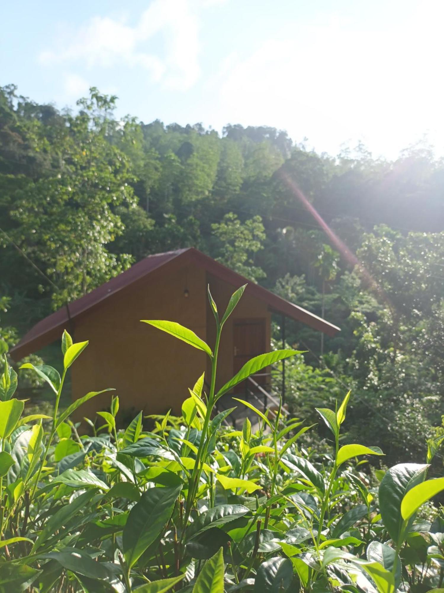 Sunshine Forest Lodge - Sinharaja Денияйя Экстерьер фото