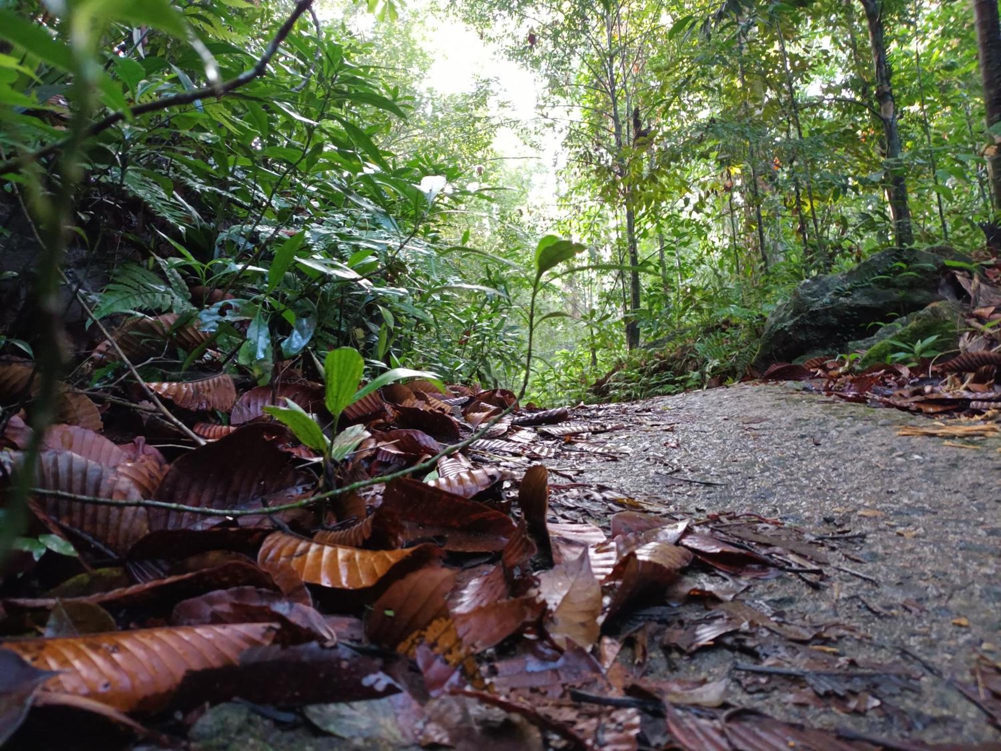 Sunshine Forest Lodge - Sinharaja Денияйя Экстерьер фото